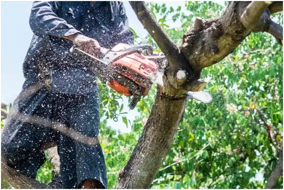 tree services Halifax